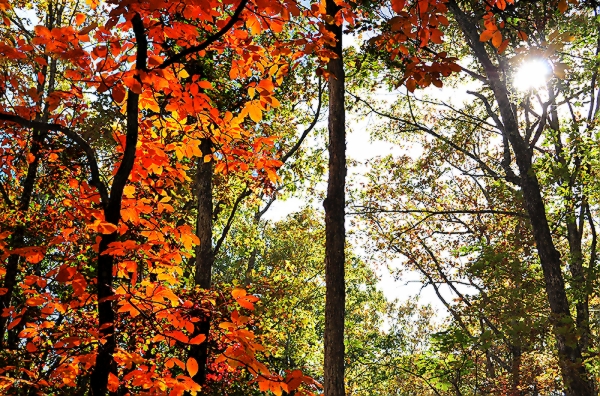 Pennsylvanian Autumn.jpg